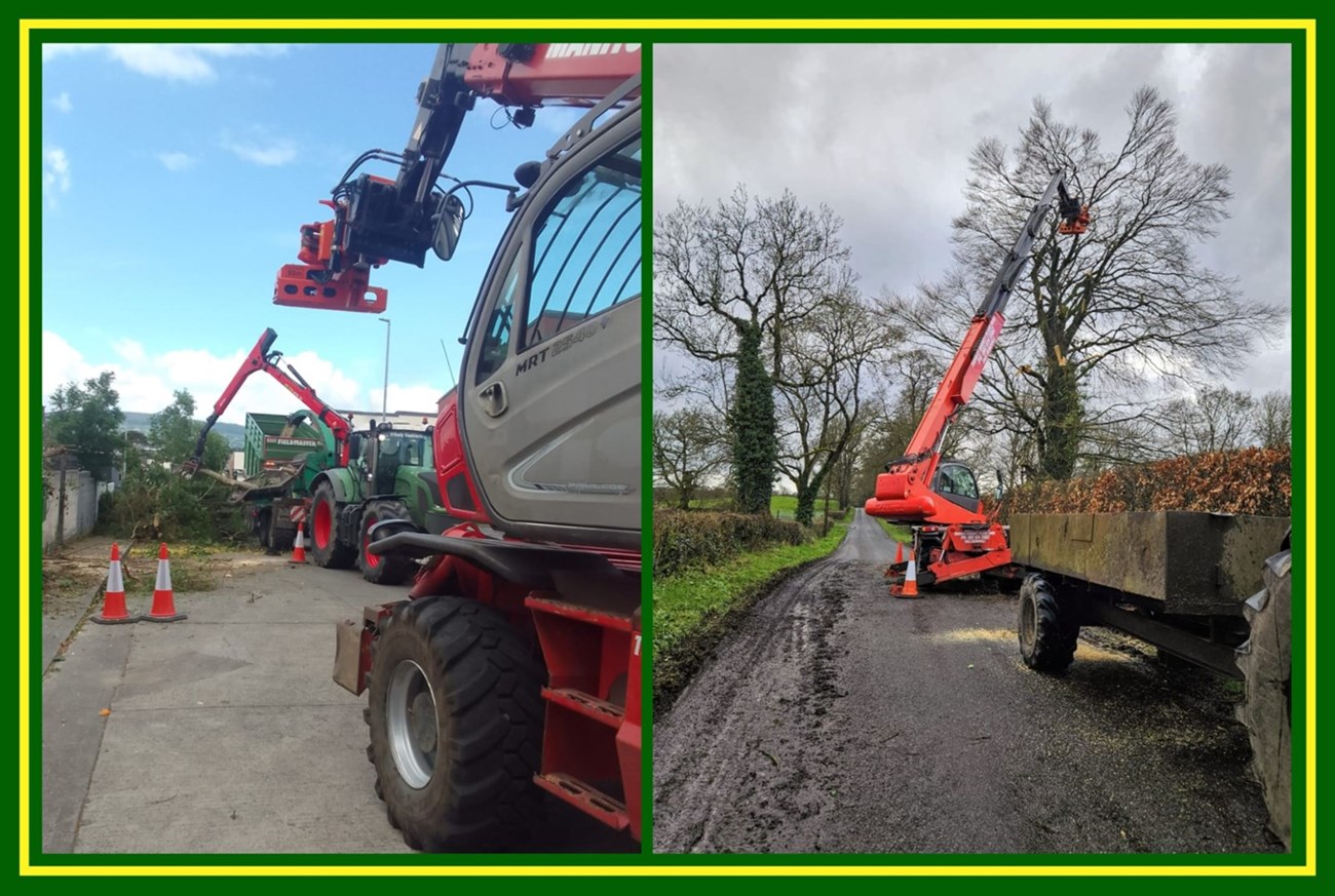 Tree removal services in Meath