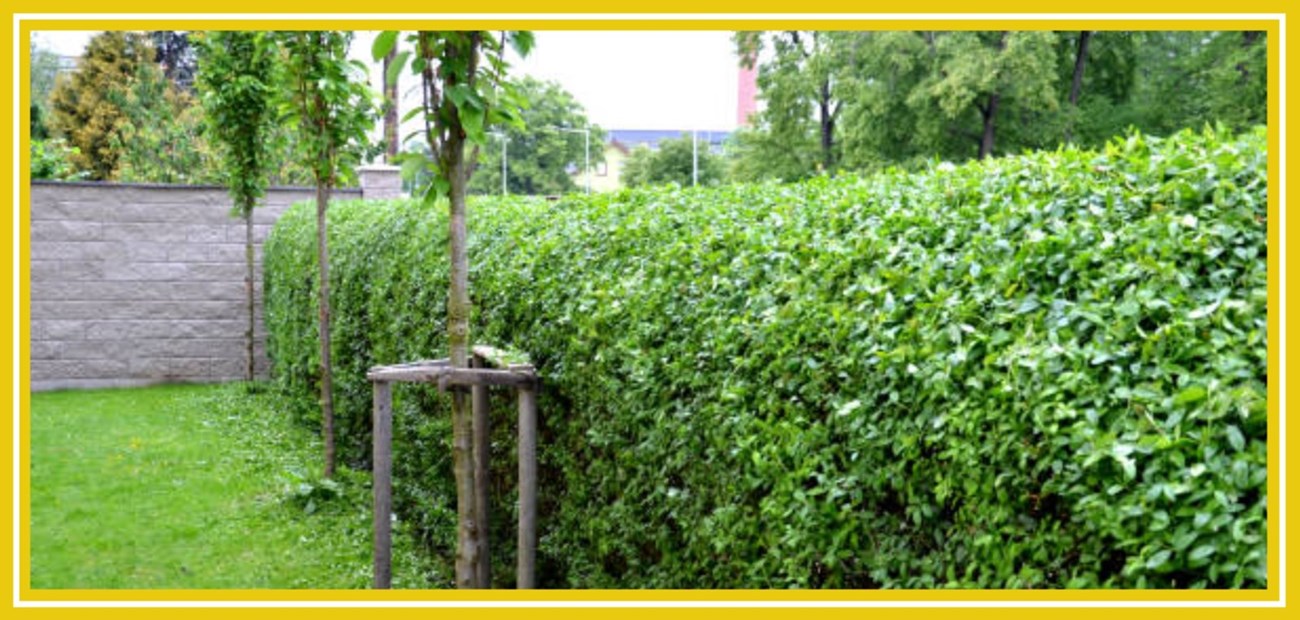 Garden hedge services in Rathmines