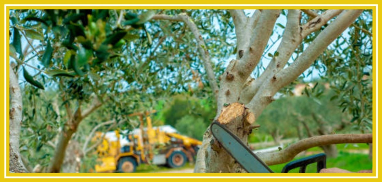 Garden tree maintenance in Rathmines