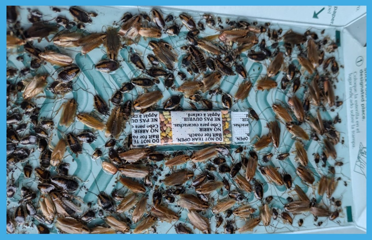 Insect infestation eradication in Navan - PDSE Pest Control 