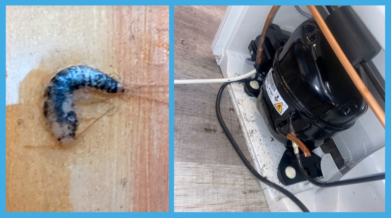 Pest control in Navan - PDSE Pest Control 