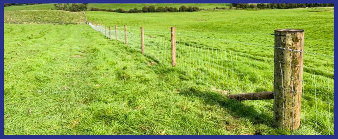 Sheep fencing in Mayo