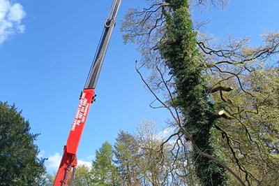 High Tree Services Meath