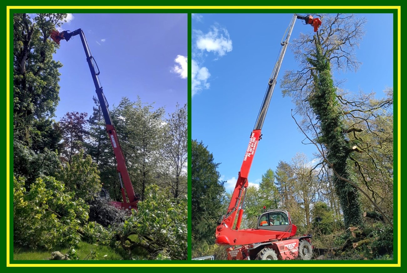 Tall tree pruning services in Meath