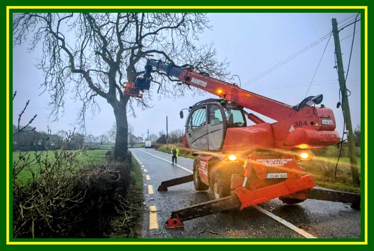 Tree removal and tree cutting in Meath