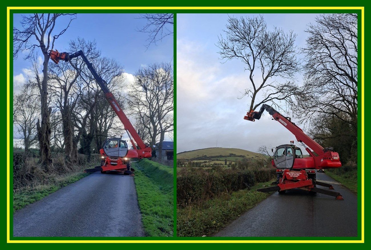 Dangerous tree removal services in Meath