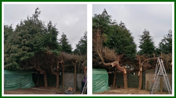 Tree surgery in Swords and Balbriggan - provided by North Dublin Tree Care