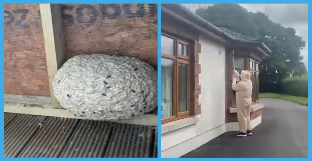 Wasp nest removal in Navan - PDSE Pest Control 