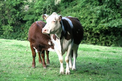 Livestock Supplements Ireland