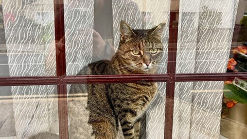 Window Cleaning in Dundalk